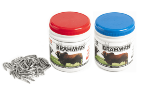 Grapas brahman