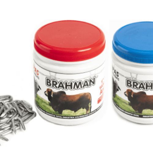 Grapas brahman
